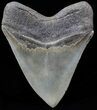 Stunning, Megalodon Tooth - Battery Creek #62638-2